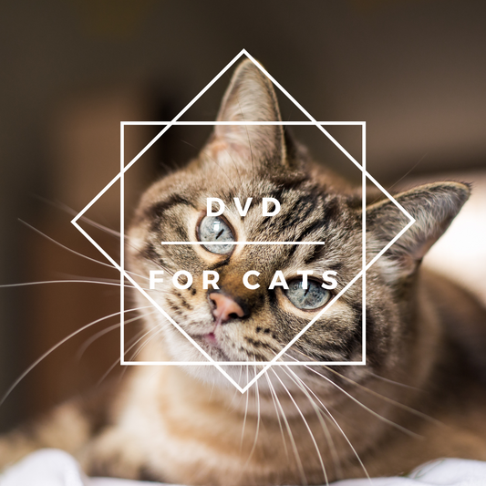 DVD for Cats. To Watch While You're Away or Busy.